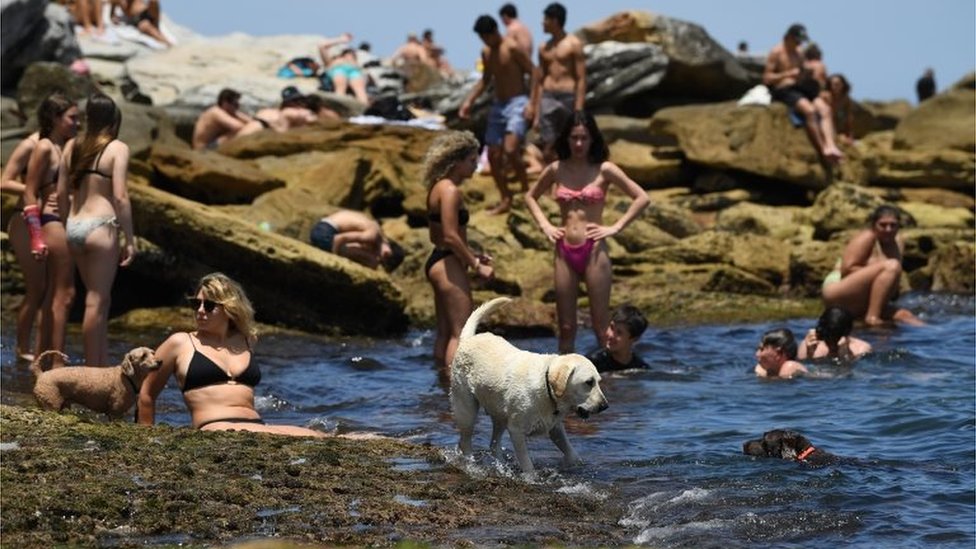 People and their dogs take a dip in water to cool off