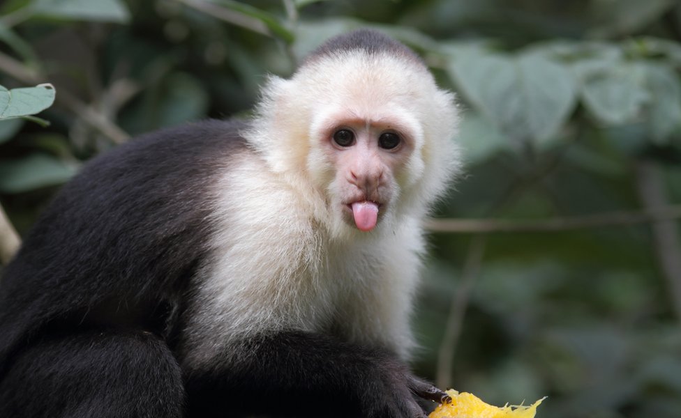 Monyet capuchin