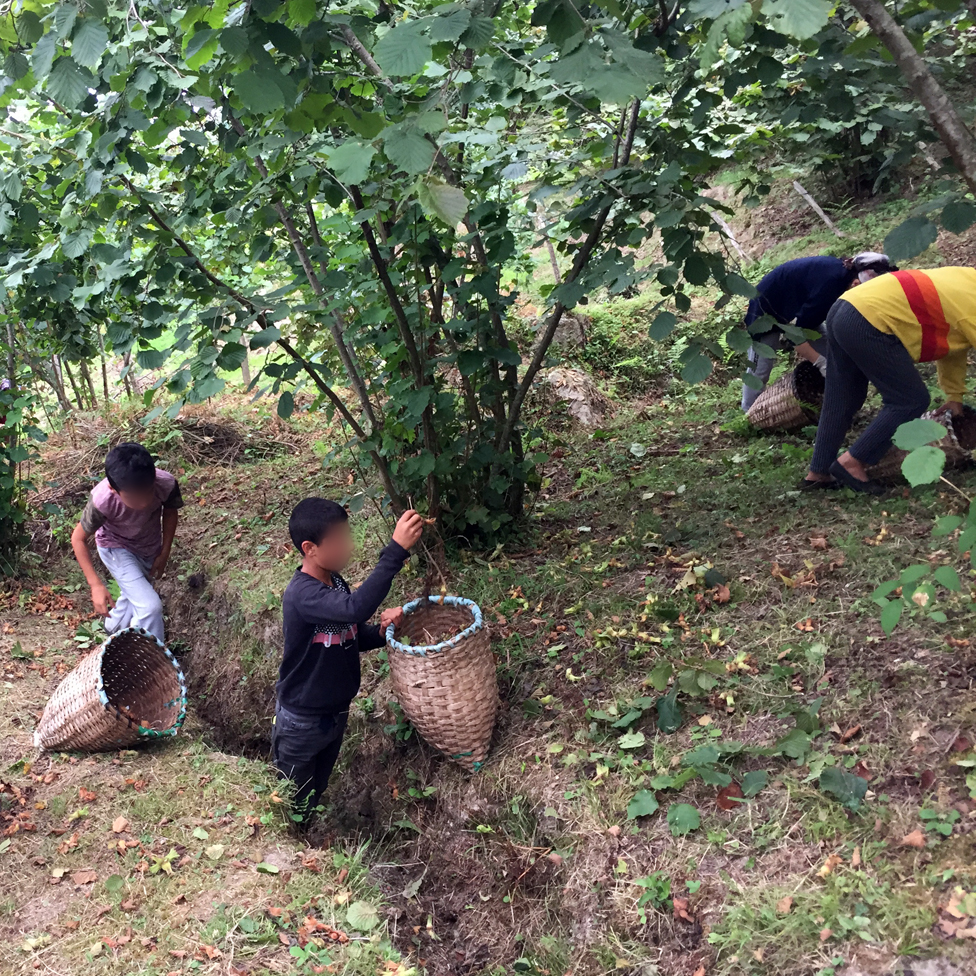 Children picking hazelnuts