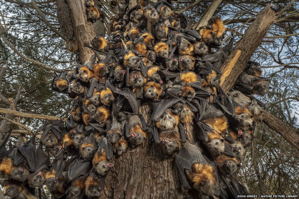 Во время сильнейшего теплового стресса колония сероголовых летучих лисиц собирается вместе.