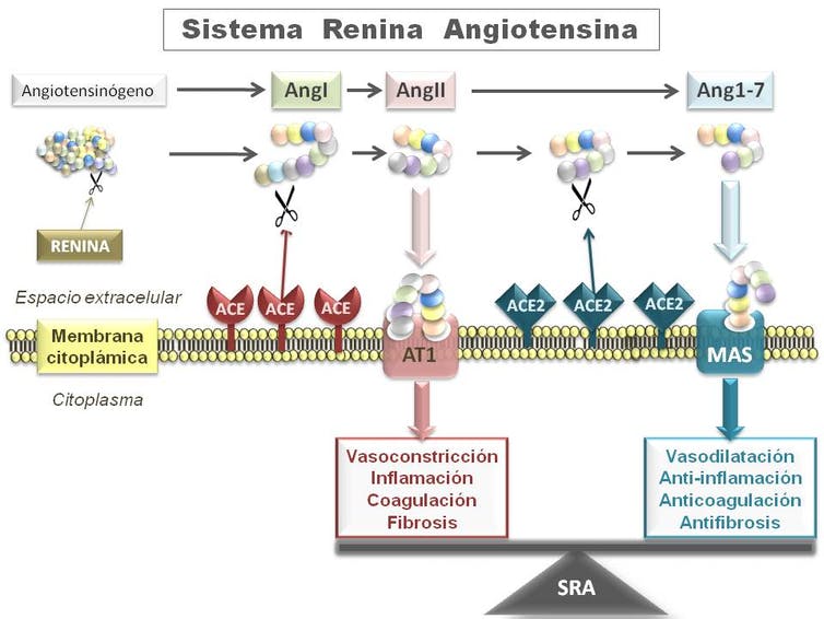 Esquema resumido del Sistema Renina Angiotensina (RAS).