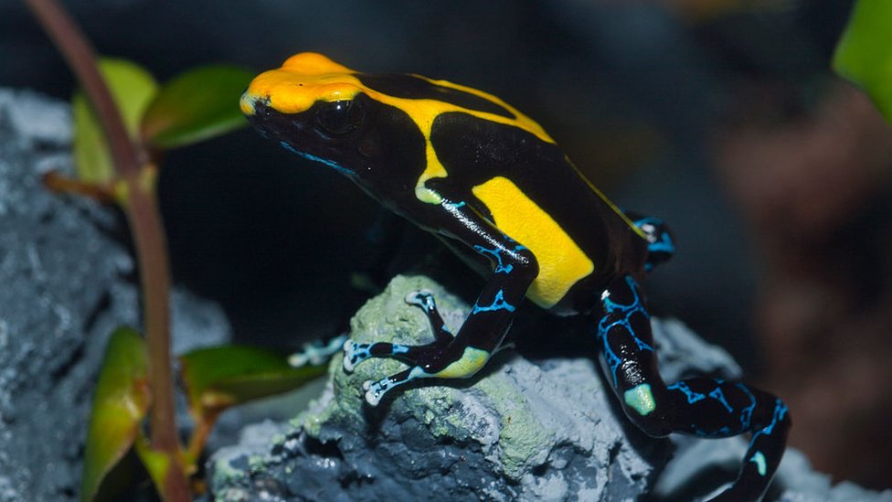 Dyeing Poison Dart Frog
