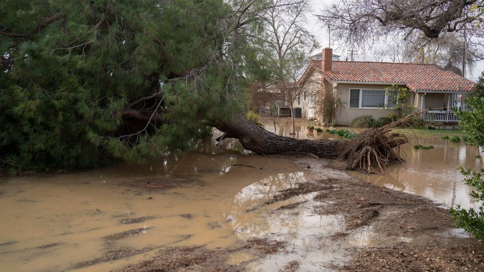 Un árbol caído sobre un camino iinundado en California.