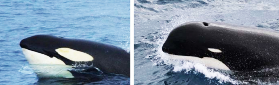 Cabeza de una orca común y una orca tipo D