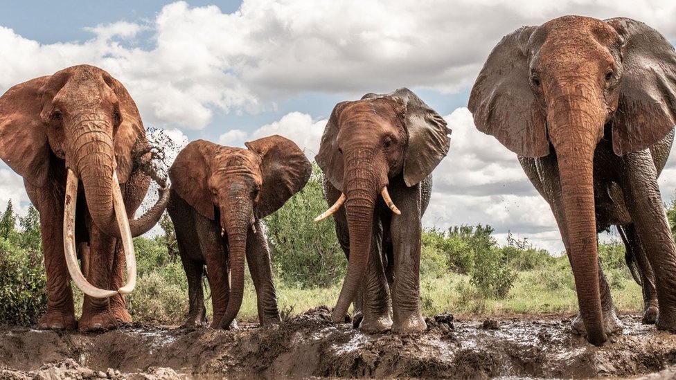 A female elephant with large tusks stands with three other elephants