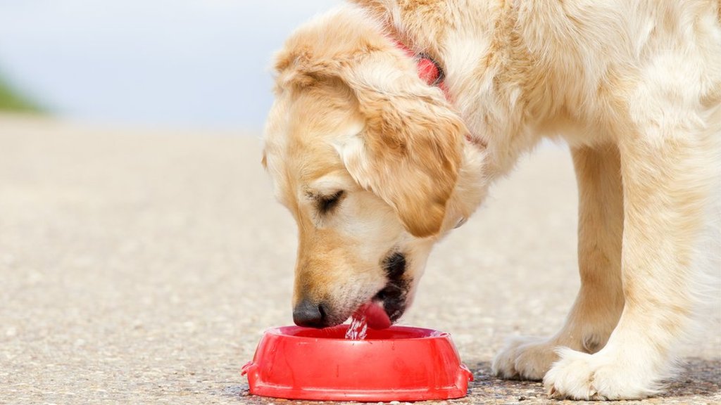 Is It Safe To Give Dogs Ice Cubes