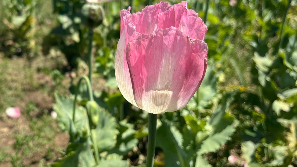 زهرة الخشخاش في أفغانستان
