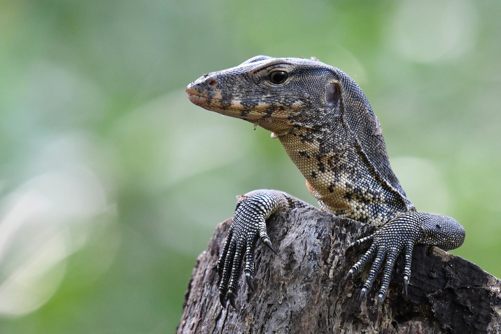 A Malayan water monitor rests on a tree stump in Singapore