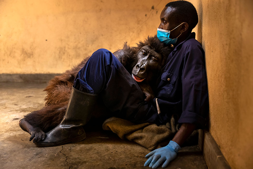 Napuštena planinska gorila, Ndakasi, u naručju čuvara Andrea Baume, nešto pre nego što je preminula u azilu za gorile u Virungi u Demokratskoj republici Kongo.