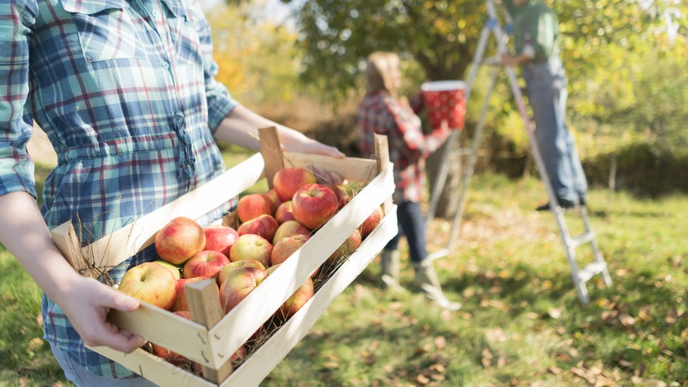 Familia recolectando manzanas