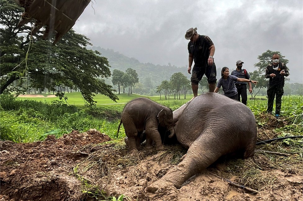 Los equipos de rescate realizan RCP en una madre elefante después de que cayó en una alcantarilla en el Parque Nacional Khao Yai, provincia de Nakhon Nayok, Tailandia, el 13 de julio de 2022.