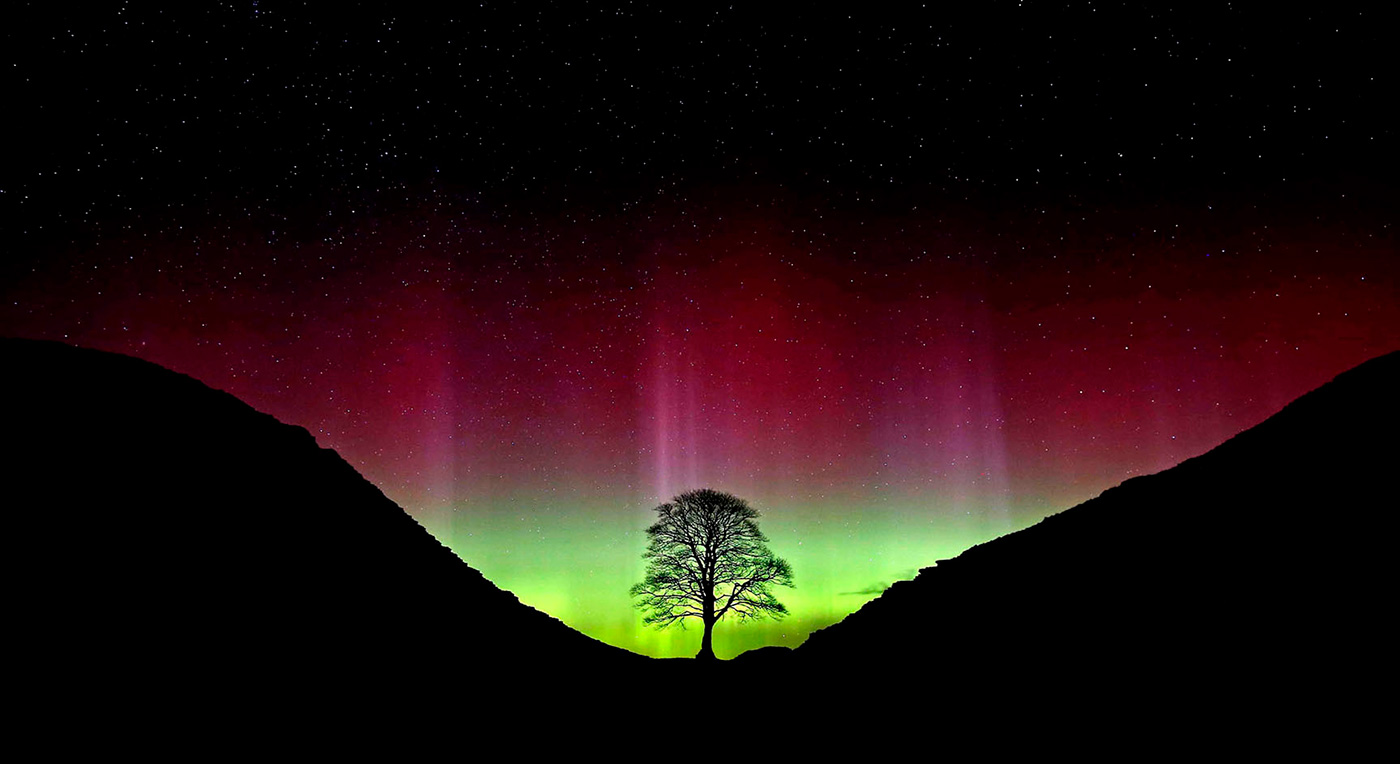 The tree at Sycamore Gap taken showing the Northern Lights