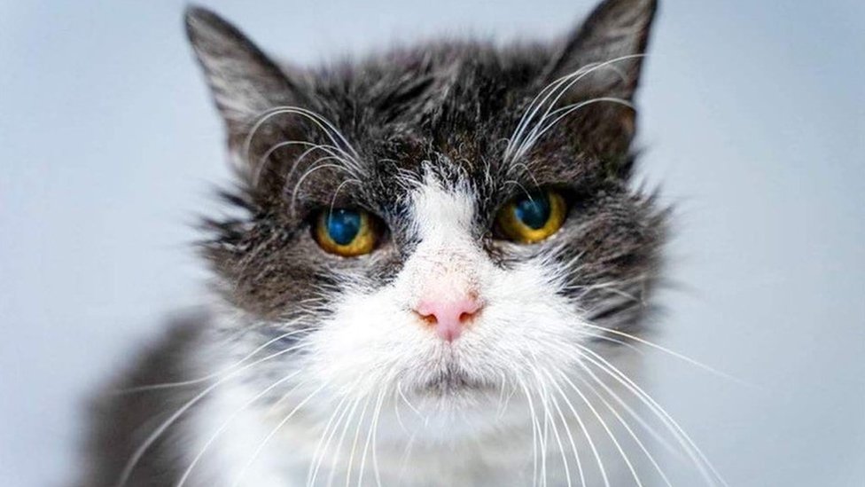 Old cat sales
