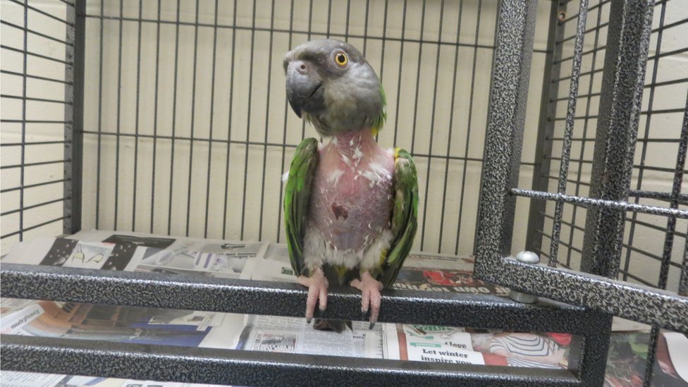 featherless parrot