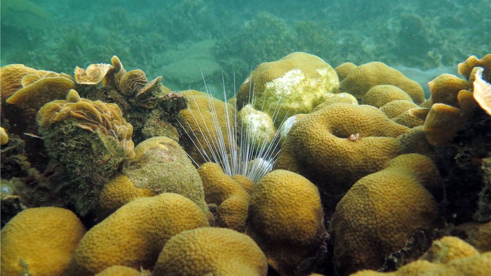 Los corales del arrecife de Varadero
