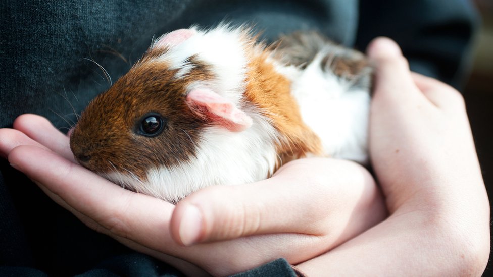 Shropshire guinea pig rescue centre sees influx of pets - BBC News