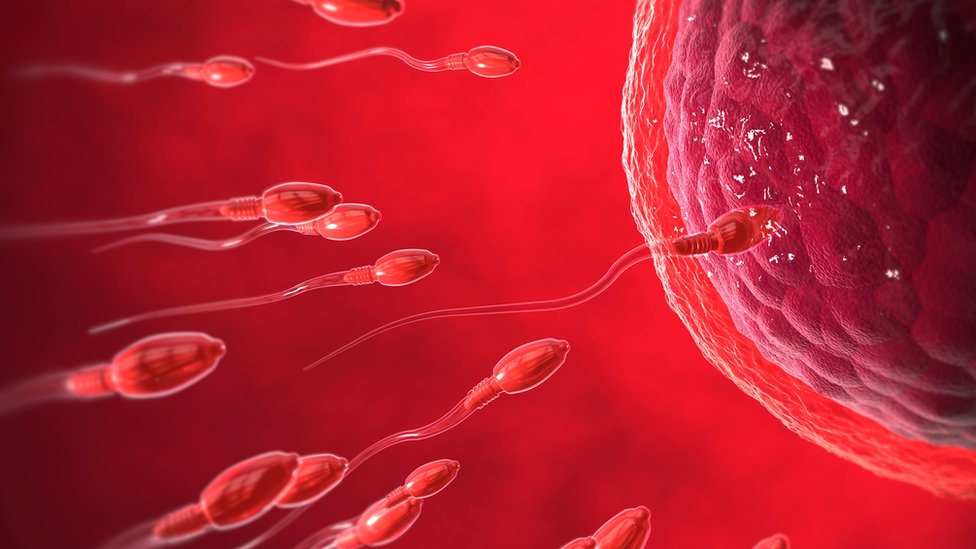Ilustración de óvulo y espermatozoides.