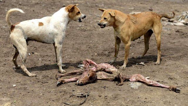 Perros en India