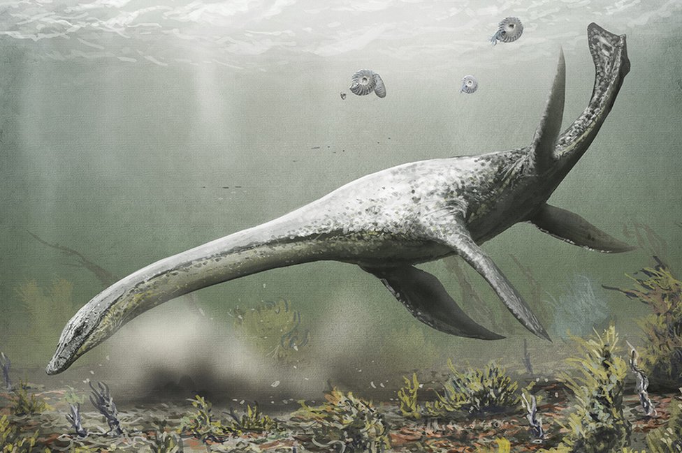 llustration of an Attenborosaurus sp. plesiosaur. This marine reptile lived in the Early Jurassic (201.3-174.1 million years ago). It is thought to have grown to five metres in length.