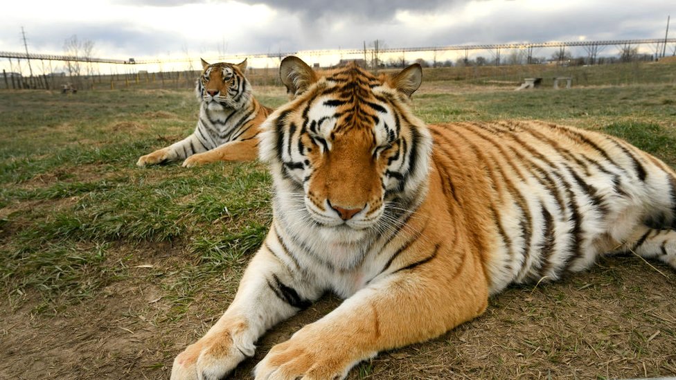 Big Cats Us Senators Seek Ban On Private Ownership Of Lions And Tigers Bbc News