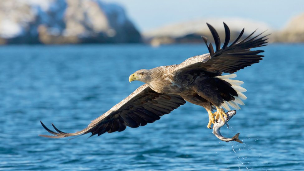 Isle of Wight sea eagles: Police decision criticised - BBC News