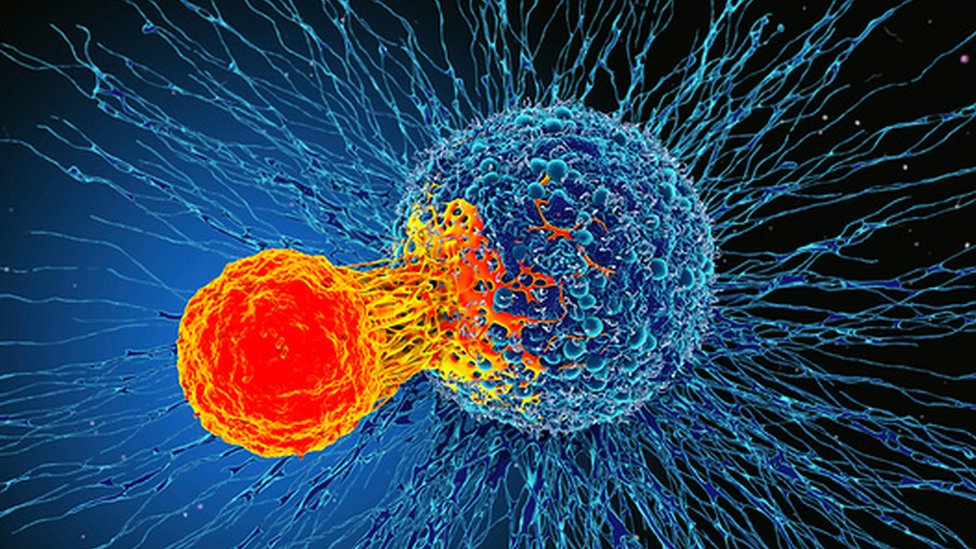 Una ilustración de una célula T atacando a una cancerosa