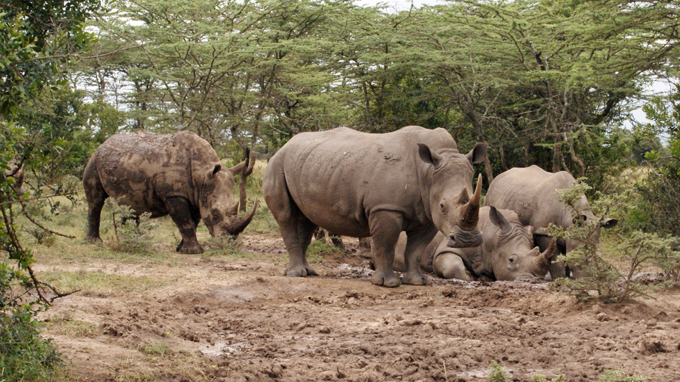 Самка южных белых носорогов в заповеднике Ол Педжета в центральной Кении