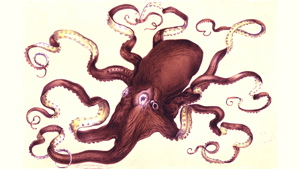 The octopus that ruled London - BBC News