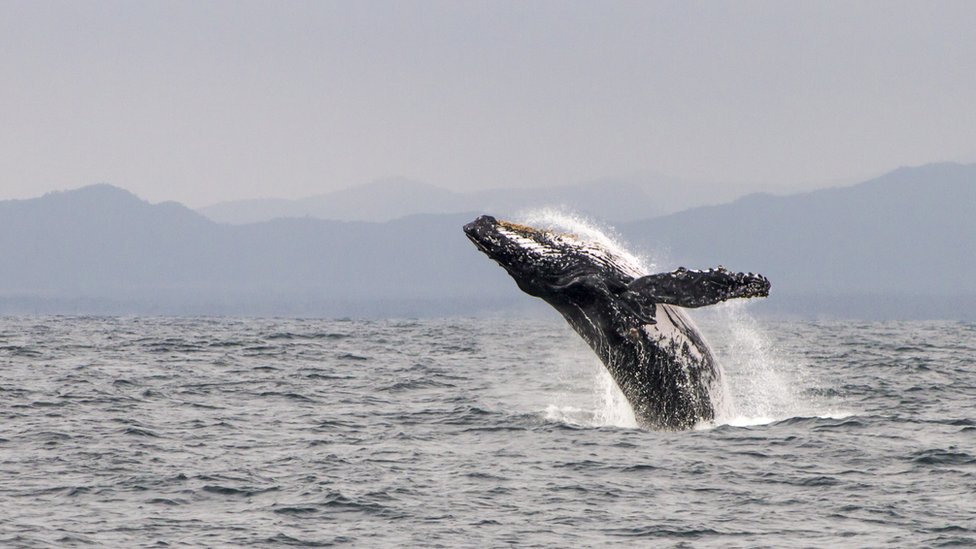 En Ecuador se pueden observar ballenas.