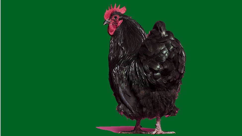 Cómo un estudio sobre los traseros de los pollos desveló el misterio de  nuestro sistema inmunológico - BBC News Mundo
