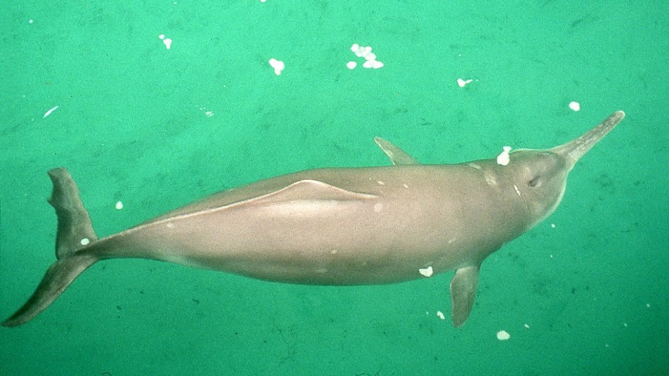 Delfín del río Yangtze
