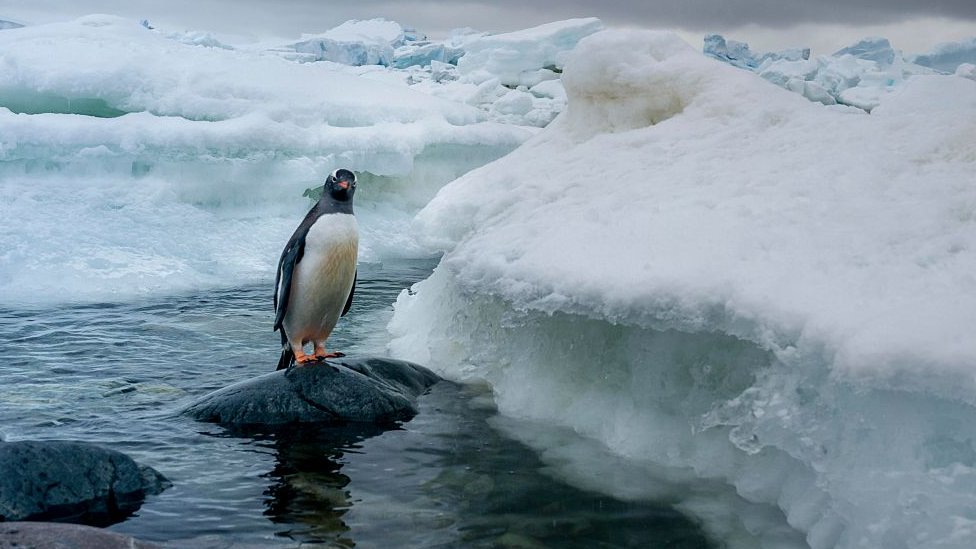 Пингвин Gentoo на Антарктическом полуострове