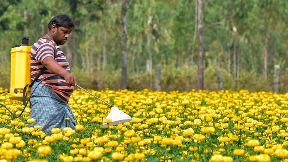 Фермер опрыскивает урожай цветов хризантемы недалеко от Бангалора