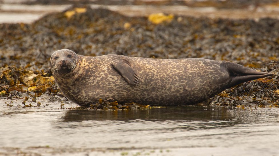 Rathlin seals