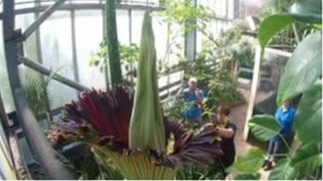 The titan arum, known as corpse flower