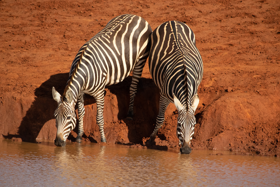 Grévy's zebra at a watering hole, Kenya