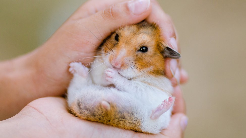 976px x 549px - Hong Kong seizes hamsters from pet store for mass cull - BBC News