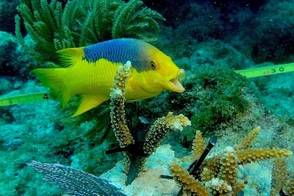 Peces junto a nuevos corales los Cayos de la Florida