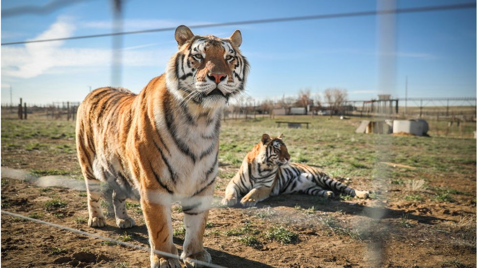 Big cats seized from zoo in Netflix's Tiger King