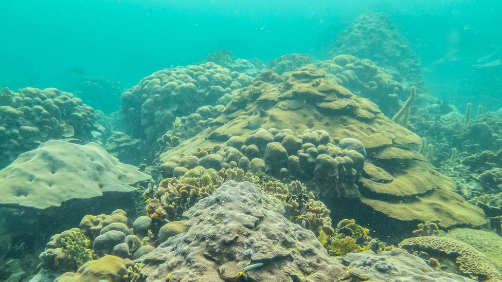 Arrecife de Varadero