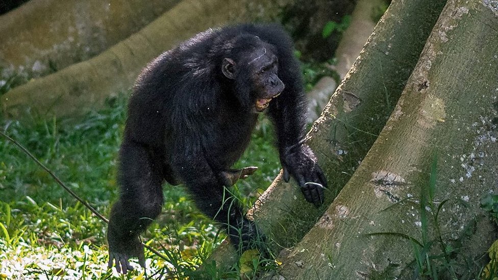 Un chimpancé tamborileando en una raíz de un árbol