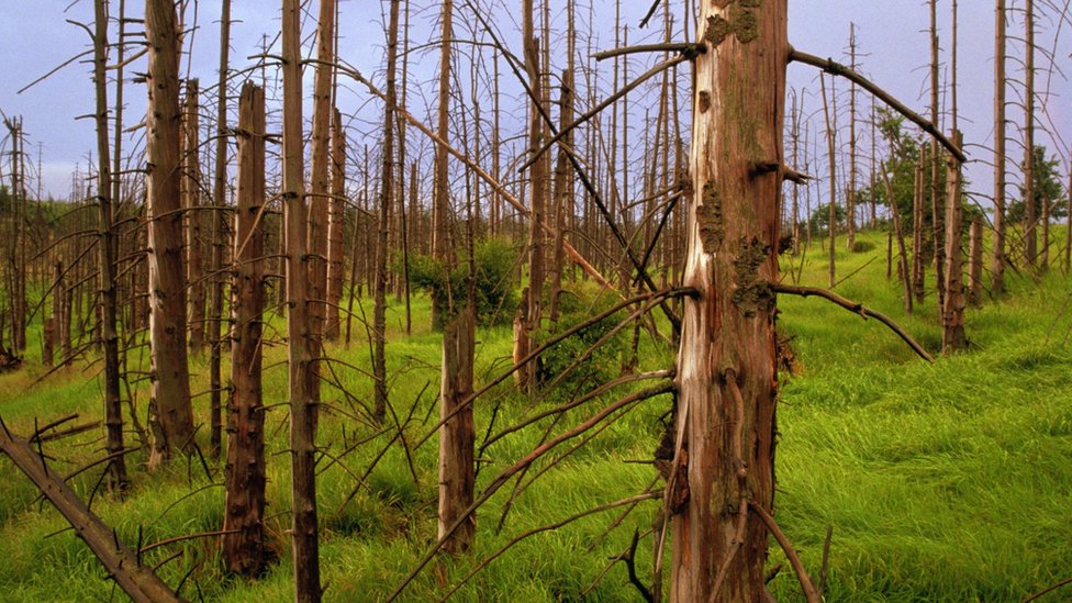 Dead trees caused by acid rain