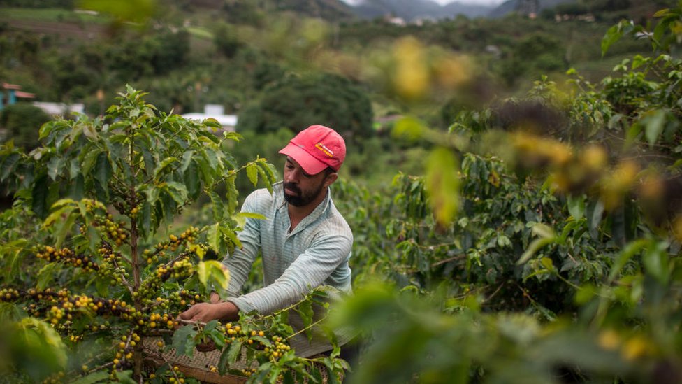 Бразильский фермер, выращивающий кофе