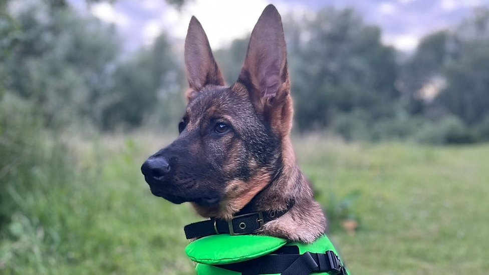 Puppy recovered in east Suffolk raid becomes police dog - BBC News