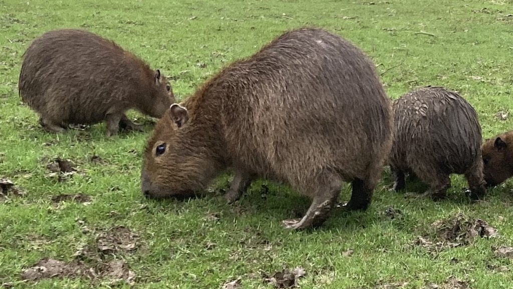 Jimmy's Farm: Tree falls on to capybara enclosure