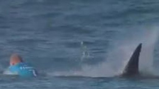 Surfer Mick Fanning shark attack in South Africa - BBC News