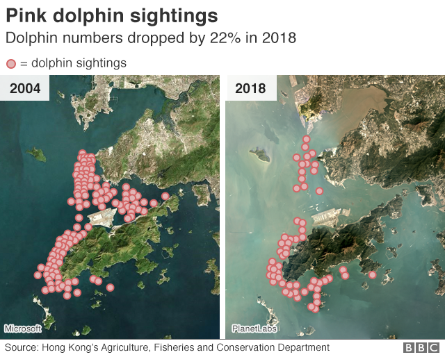 An infographic comparing dolphin sightings in 2004 with those in 2018