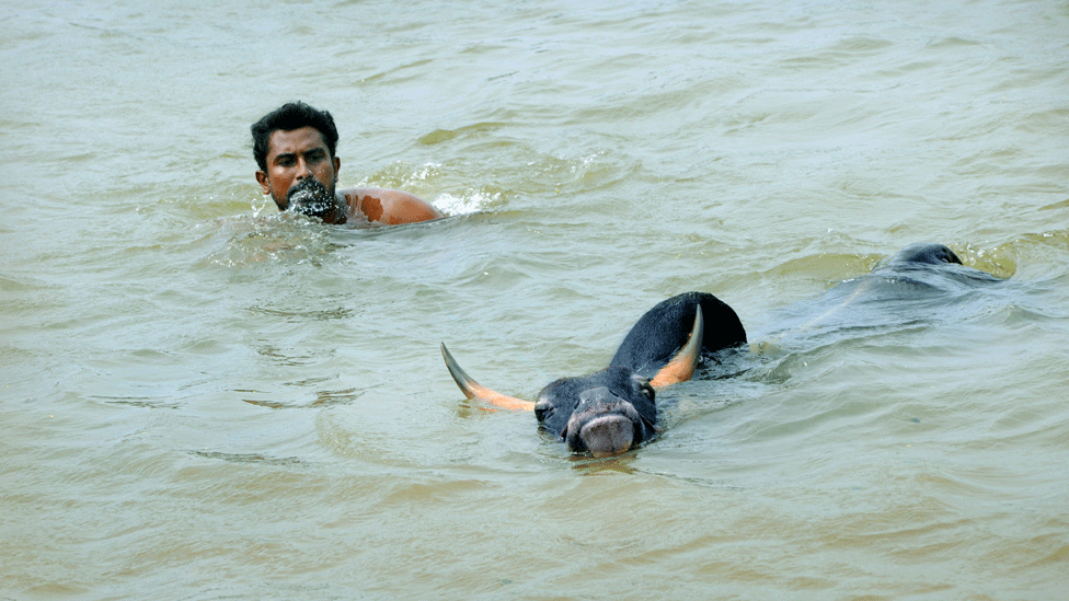 Быка купают, чтобы он оставался в форме в Тамил Наду (фото из файла) (