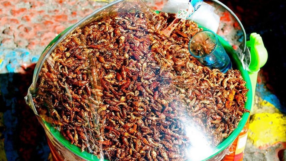 Chapulines Chapulines