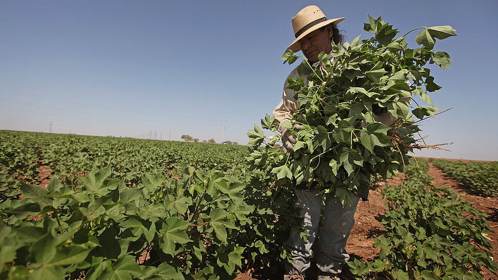 Tu top de algodón pudo fácilmente empezar en un campo de Texas antes de cruzar todo el globo. Recogiendo algodón